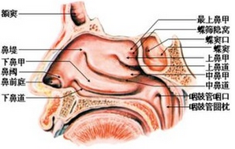 鼻部及周圍結(jié)構(gòu)展示