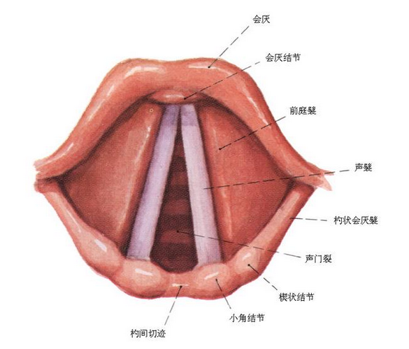 聲帶息肉的病因:呼吸道感染